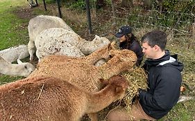 Silverstream Alpaca Farmstay&Tour